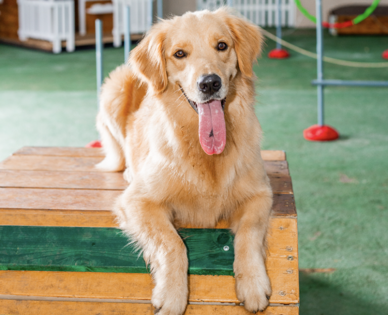 Pátio coberto da Unidade Hauer da Tulipa Dog
